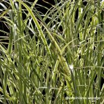 3 herbes � �l�phant 'variegatus' (miscanthus sinensis 'variegatus')