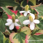 3 poivriers de chine panach� (houttuynia cordata 'chameleon')