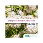 Leaderplant. com - 3 x oranger du mexique aztec pearl en pot de 1 l