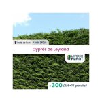Leaderplant. com - 300 x cyprès de leyland en godet Leaderplant. com - 300 x cyprès de leyland en godet