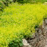 Lot de 3 - alchemilla mollis - alch�mille - plantes de jardin - r�sistantes � l'hiver - hauteur 10 - ...