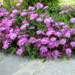 Bloomique - lot de 3 - delosperma cooperi table mountain - fleur de glace - plantes de jardin - r�sistantes ...