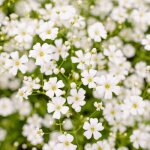 Bloomique - lot de 3 - gypsophila repens alba - gypsophile - plantes de jardin - r�sistantes � l'hiver ...