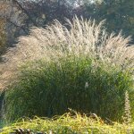 Lot de 3 - miscanthus sinensis - roseau fleuri - graminée ornementale - plantes de jardin - résistant ... Lot de 3 - miscanthus sinensis - roseau fleuri - graminée ornementale - plantes de jardin - résistant ...