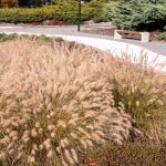 Bloomique - lot de 3 - pennisetum alopecuroides hameln - herbe à goupillon - graminée ornementale - plantes ... Bloomique - lot de 3 - pennisetum alopecuroides hameln - herbe à goupillon - graminée ornementale - plantes ...