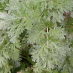 4 x absinthe - artemisia absinthium - godet 9x9 cm