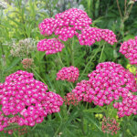 4 x achill�e - achillea millefolium 'cerise queen' - godet 9x9