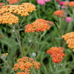 4 x achill�e - achillea 'terra cotta' - godet 9x9 cm