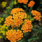 4 x achill�e - achillea 'walter funcke' - godet 9x9 cm