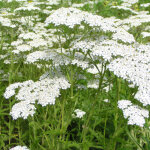 4 x achill�e millefeuille - achillea 'alabaster' - godet 9x9