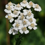 4 x achill�e millefeuille - achillea millefolium - godet 9x9 cm
