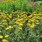 4 x achill�e millefeuille 'coronation gold' - godet 9x9 cm