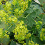 4 x alch�mille commune - alchemilla mollis - godet 9x9 cm