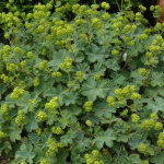 4 x alch�mille erythropoda - alchemilla erythropoda - godet 9x9