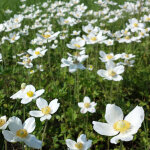 4 x an�mone des bois - anemone sylvestris - godet 9x9 cm