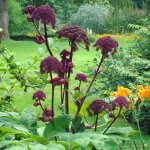 4 x ang�lique gigas - angelica gigas - godet 9x9 cm