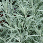 4 x armoise - artemisia ludoviciana 'silver queen' - godet 9x9