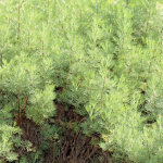 4 x armoise citronnelle - artemisia abrotanum - godet 9x9 cm