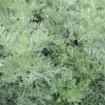 4 x artemisia 'powis castle' - godet 9x9 cm