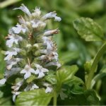4 x bugle rampant - ajuga reptans 'alba' - godet 9x9 cm