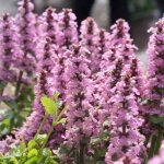 4 x bugle rampant - ajuga reptans 'purple torch' - godet 9x9