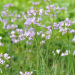 4 x cardamines des pr�s, cresson des pr�s, cressonnette - godet