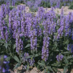 4 x chataire nervur�e - nepeta nervosa - godet 9x9 cm