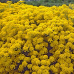 4 x corbeille d'or - aurinia saxatilis 'compacta' - godet 9x9