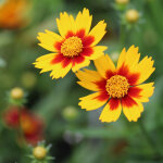 4 x coreopsis little bang 'daybreak' - godet 9x9 cm