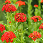 4 x croix de malte - lychnis chalcedonica - godet 9x9 cm