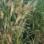4 x eulalie - miscanthus sinensis 'flamingo' - godet 9x9 cm