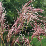 4 x eulalie - miscanthus sinensis 'malepartus' - godet 9x9 cm