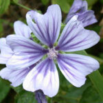 4 x grande mauve - malva sylvestris 'marina' - godet 9x9 cm