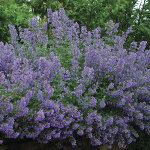 4 x herbe � chat - nepeta faassenii 'walker's low' - godet 9x9
