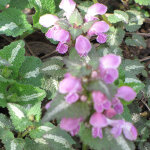4 x lamier tachet� - lamium maculatum 'roseum' - godet 9x9 cm