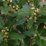 4 x laurier noble - laurus nobilis - godet 9x9 cm