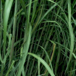 4 x miscanthus g�ant 'giganteus' - godet 9x9 cm