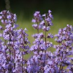 4 x nepeta faas. - nepeta faassenii 'blue wonder' - godet 9x9