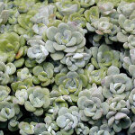 4 x orpin spatul�e 'cape blanco' - godet 9x9 cm