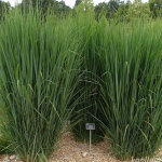 4 x panic effil� - panicum 'northwind' - godet 9x9 cm