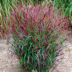 4 x panic effil� - panicum virgatum 'squaw' - godet 9x9 cm