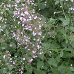 4 x petit calament - calamintha nepeta nepeta - godet 9x9 cm