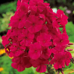 4 x phlox panicul� - phlox paniculata 'tenor' - godet 9x9 cm