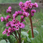4 x plante des savetiers - bergenia cordifolia - godet 9x9 cm