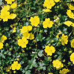 4 x potentille vivace jaune - potentilla aurea - godet 9x9 cm