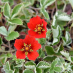 4 x potentille vivace - potentilla atrosanguinea - godet 9x9 cm