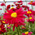 4 x pyr�thre - tanacetum 'robinson's red' - godet 9x9 cm