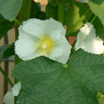 4 x rose tr�mi�re - alcea rosea 'alba' - godet 9x9 cm