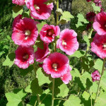 4 x rose tr�mi�re - alcea rosea 'rubra' - godet 9x9 cm