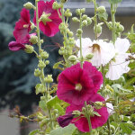 4 x rose tr�mi�re - alcea rosea 'simplex' - godet 9x9 cm